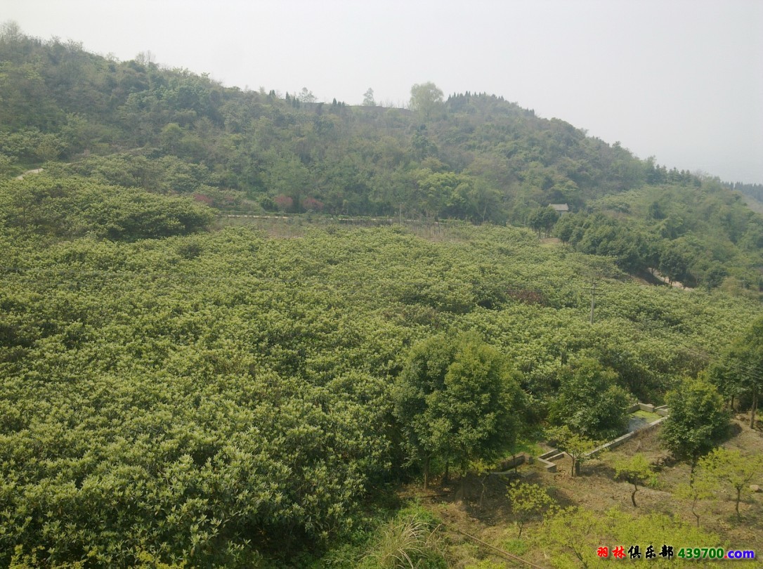 龙椅山风景一角