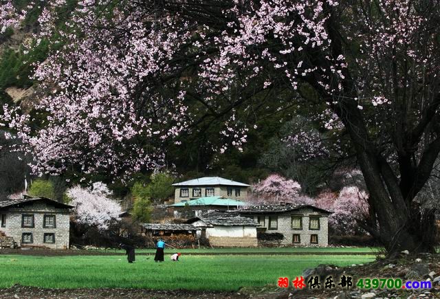 林芝春天IMG_9640 副本.jpg
