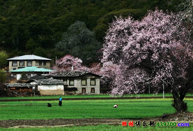 林芝春天IMG_9651 副本.jpg